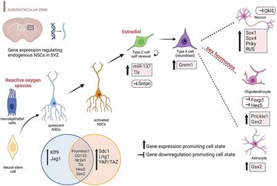 Endogenous neural stem cells characterization using omics approaches: Current knowledge in health and disease